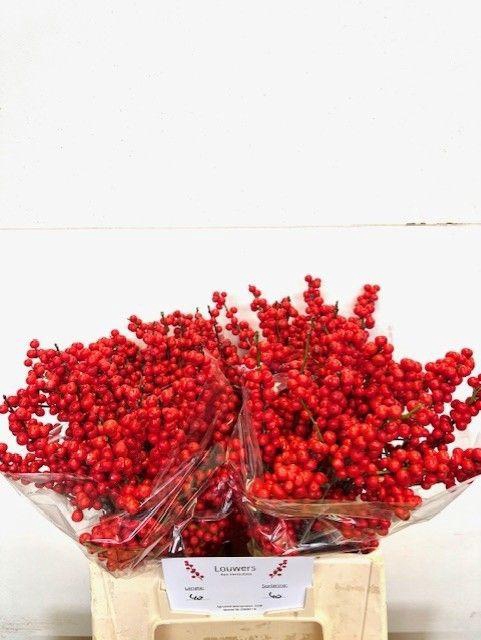 <h4>Ilex vert Magical Supreme Red L4</h4>