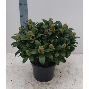 Skimmia White Maria 26cm 30+ bloem