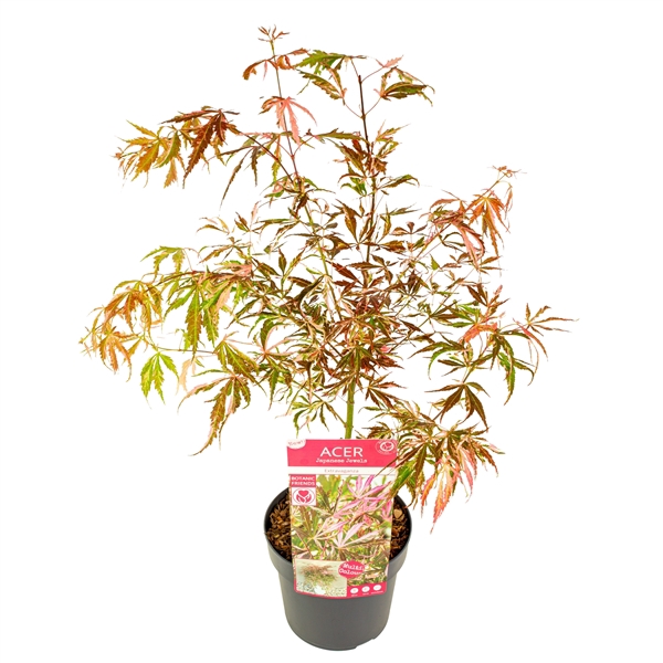 <h4>Acer palm. 'Extravaganza'</h4>