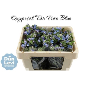 OXY CO TAN PURE BLU