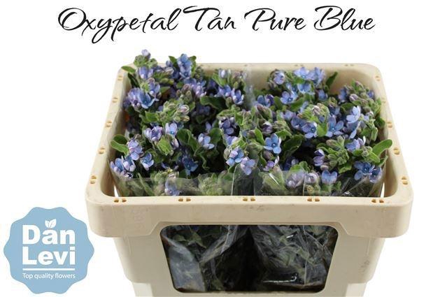 <h4>OXY CO TAN PURE BLU</h4>