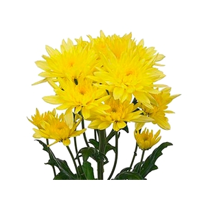 CRISANTEMO CALABRIA 070 CM AMARELO