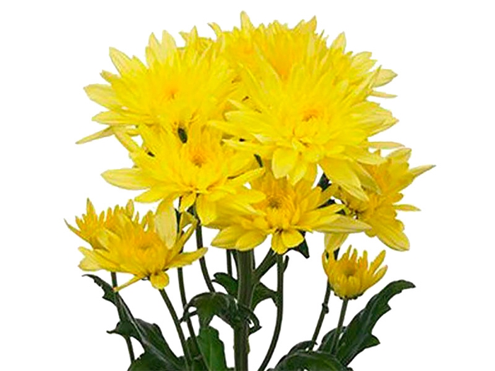 <h4>CRISANTEMO CALABRIA 070 CM AMARELO</h4>