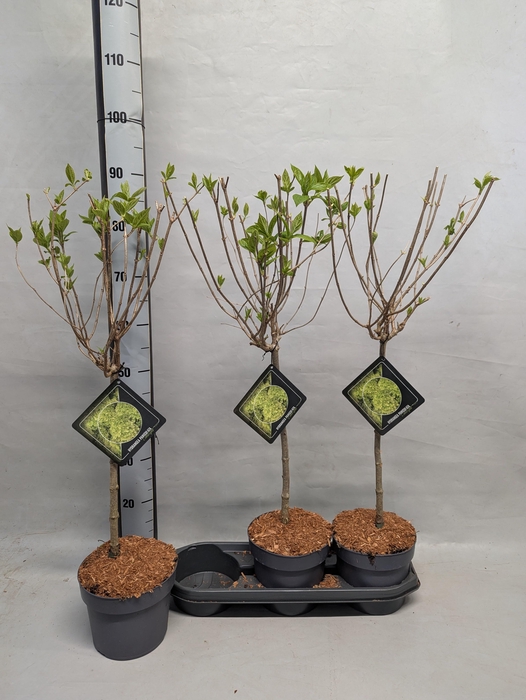 <h4>HYDR PANICULATA</h4>