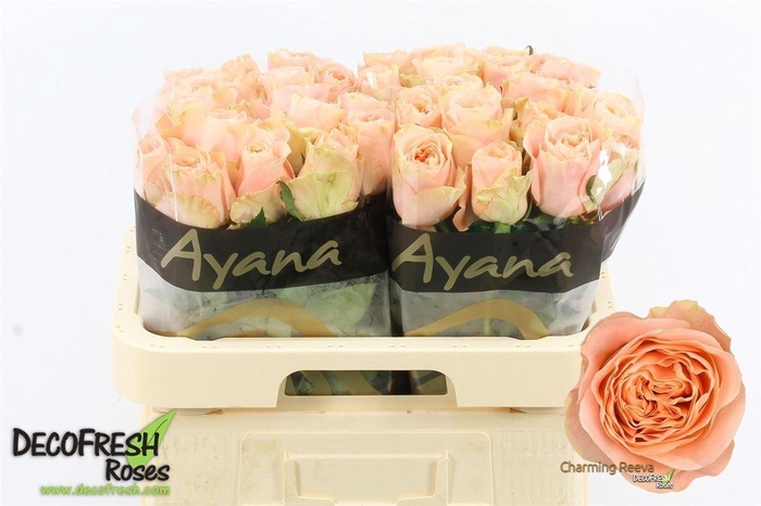 <h4>Rosa Charming Reeva</h4>