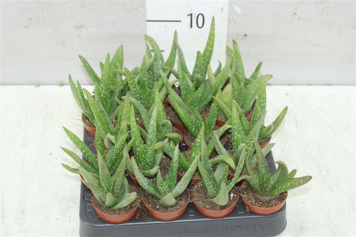 <h4>Aloe Vera</h4>