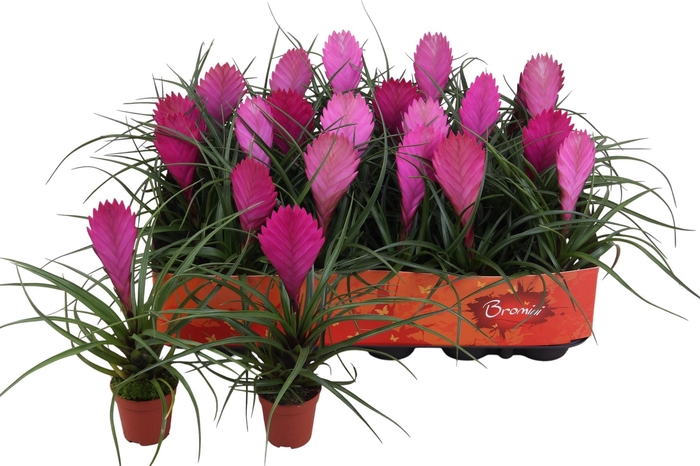 <h4>TILL CYANEA</h4>