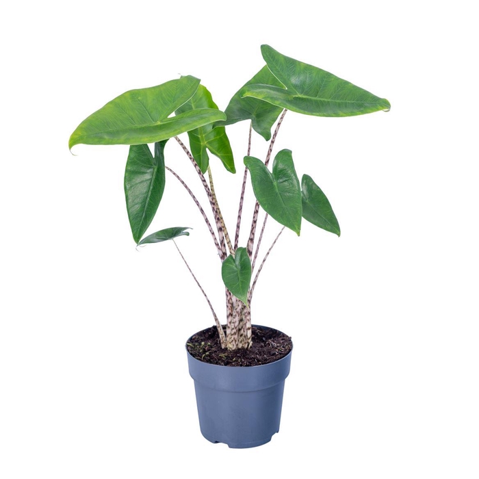 <h4>Alocasia Zebrina A2</h4>