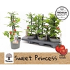 arr8 Tomatenplanten