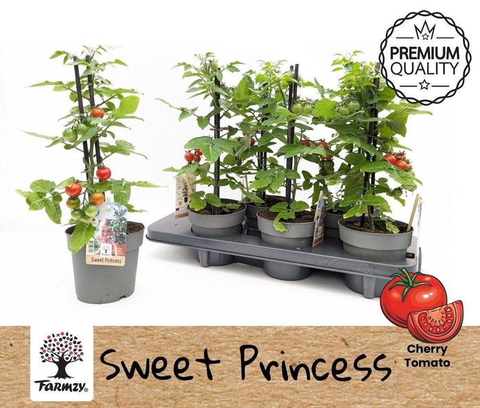 arr8 Tomatenplanten