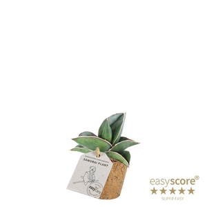 SANSEVIERIA EHRENBERGII P6 SAMURAI COCOZ