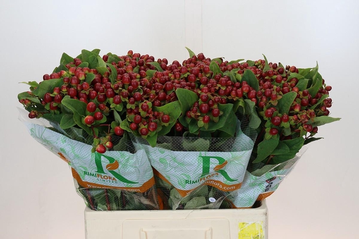 <h4>Hypericum Magical Seasons</h4>