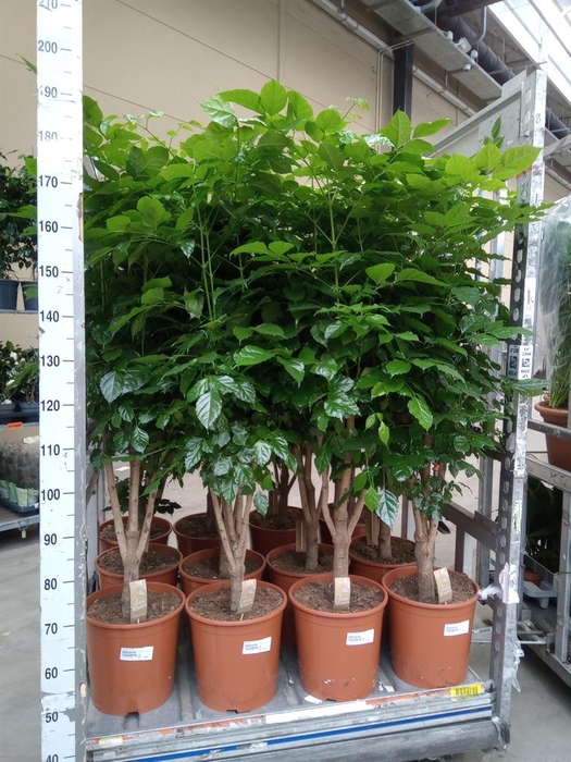 <h4>Radermachera sinica</h4>