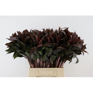 Dracaena frag. 'Compacta'