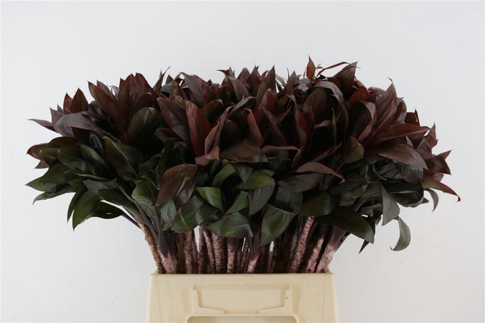 <h4>Dracaena frag. 'Compacta'</h4>