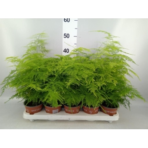 Asparagus setaceus