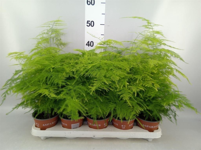 <h4>Asparagus setaceus</h4>