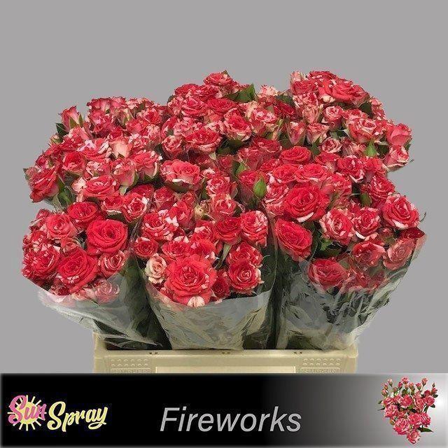 <h4>ROSA TR 'FIREWORKS'</h4>
