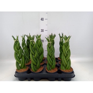 Sansevieria cyl.  ...