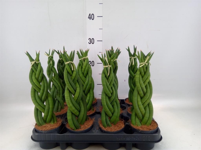 <h4>Sansevieria cyl.  ...</h4>