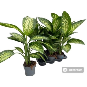 DIEFF SE TROPIC SNOW