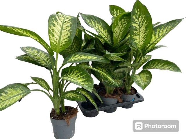 <h4>DIEFF SE TROPIC SNOW</h4>