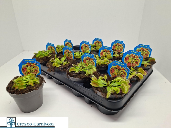 <h4>DIONAEA MUSCIPULA</h4>