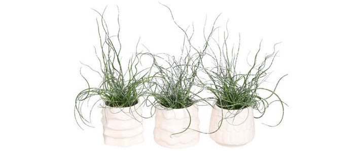 <h4>JUNCUS SPIRALLIS</h4>