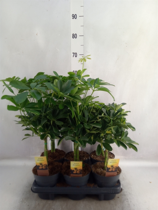 <h4>Schefflera arbor.   ...</h4>