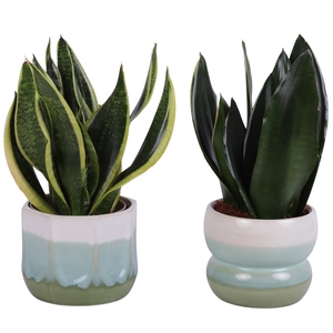 Sansevieria mix Ø12cm in Ø15cm Ceramic FB675