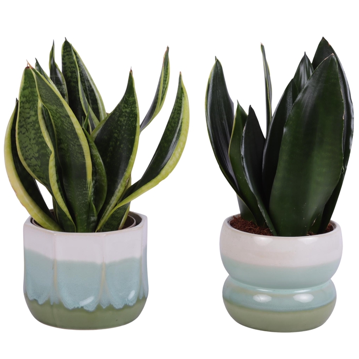 <h4>Sansevieria mix Ø12cm in Ø15cm Ceramic FB675</h4>