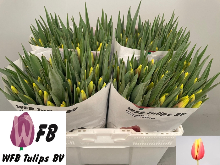 <h4>TU EN JAN SEIGNETTE</h4>