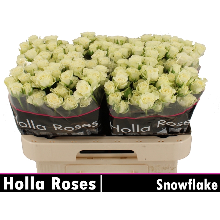 <h4>Snowflake</h4>