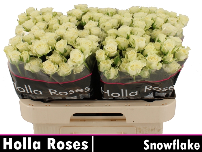 <h4>R TR SNOWFLAKE</h4>