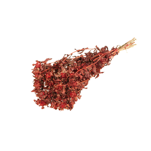 Bidens (carthamus) Red