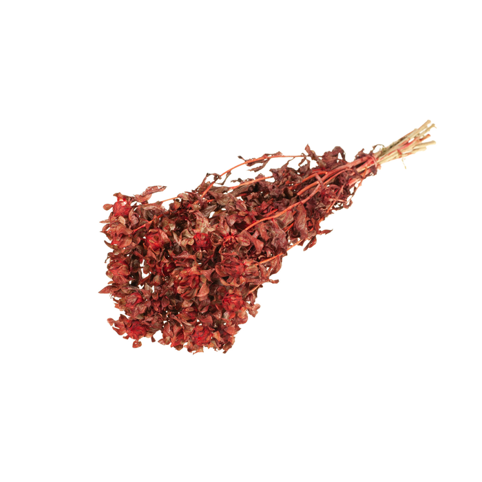 <h4>Bidens (carthamus) Red</h4>