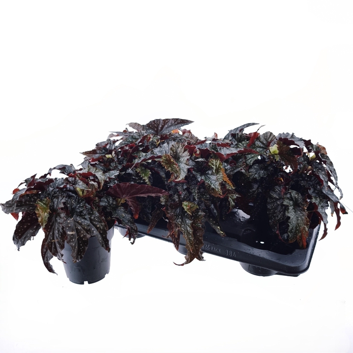 <h4>BEG MA BLACK FOREST</h4>
