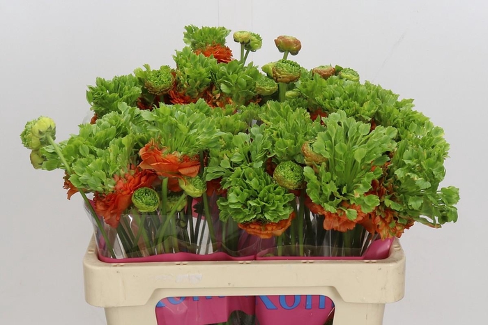 Ranunculus Romance Crown Nervion
