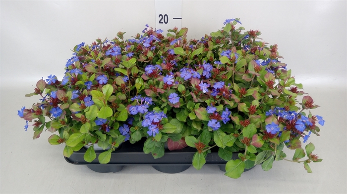 <h4>Ceratostigma plumbaginoides</h4>