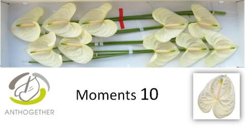 <h4>Anthurium Moments</h4>