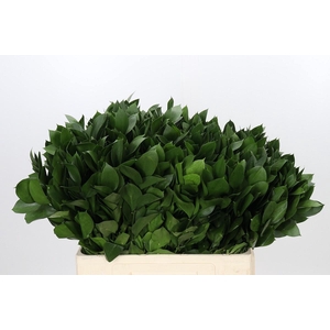 RUSCUS HYPOPHYLLUM