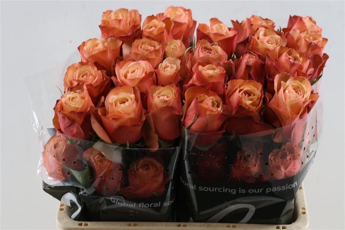 <h4>R Gr Kahala Box</h4>