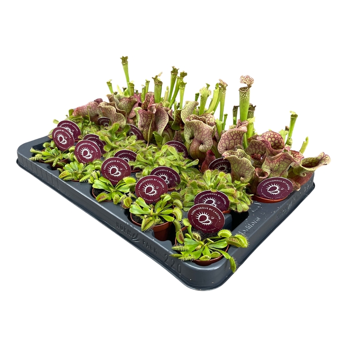 <h4>Vleesetende Planten Gemengd</h4>