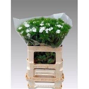 Di Barb S Will White