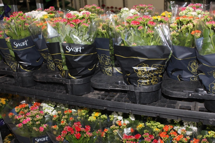 <h4>KALANCHOE DOBRADO P15</h4>