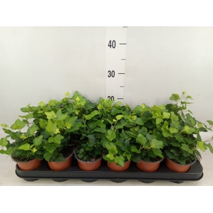 Hedera helix 'Wonder'