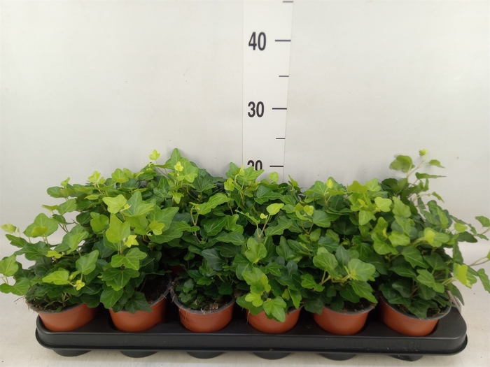 <h4>Hedera helix 'Wonder'</h4>