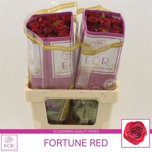Rosa gr Nena