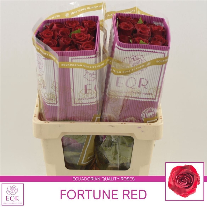 <h4>Rosa gr Nena</h4>