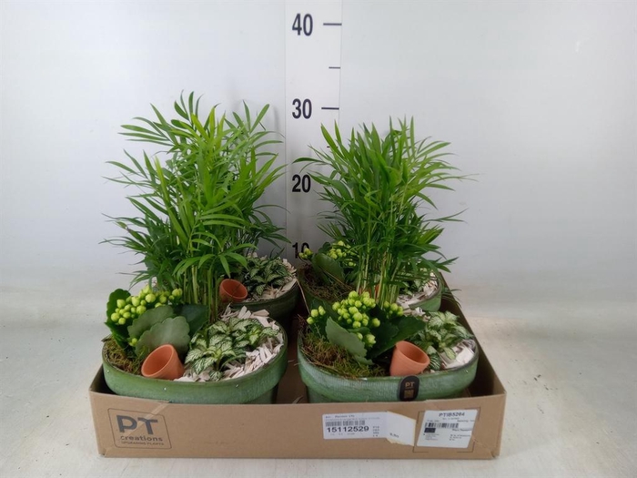 <h4>Arr.    Planten  L%</h4>